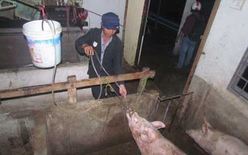 Bắt quả tang 3 vụ bơm nước vào lợn thịt