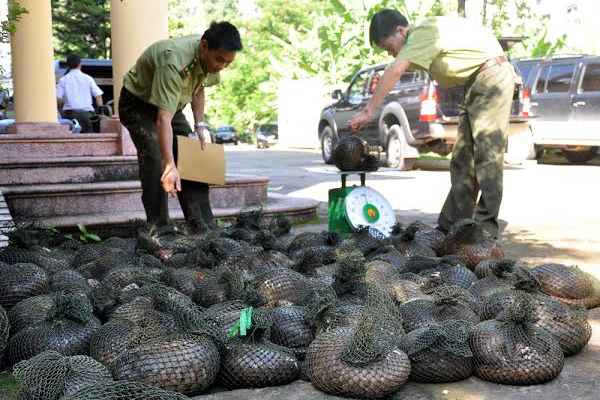 Bắc Ninh sai hay đúng khi bán đấu giá tê tê quý hiếm?!