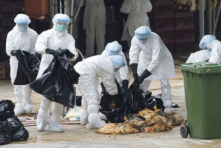 Ghi nhận 777 trường hợp nhiễm cúm A/H5N1