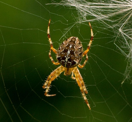7 nọc độc nhện trong điều trị cơn đau mạn tính