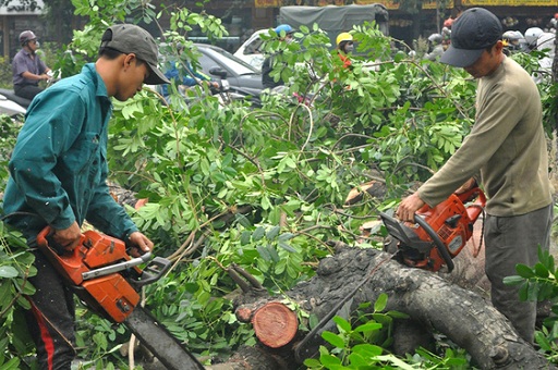 Yêu cầu rà soát việc chặt bỏ, thay thế 6.700 cây xanh tại Hà Nội