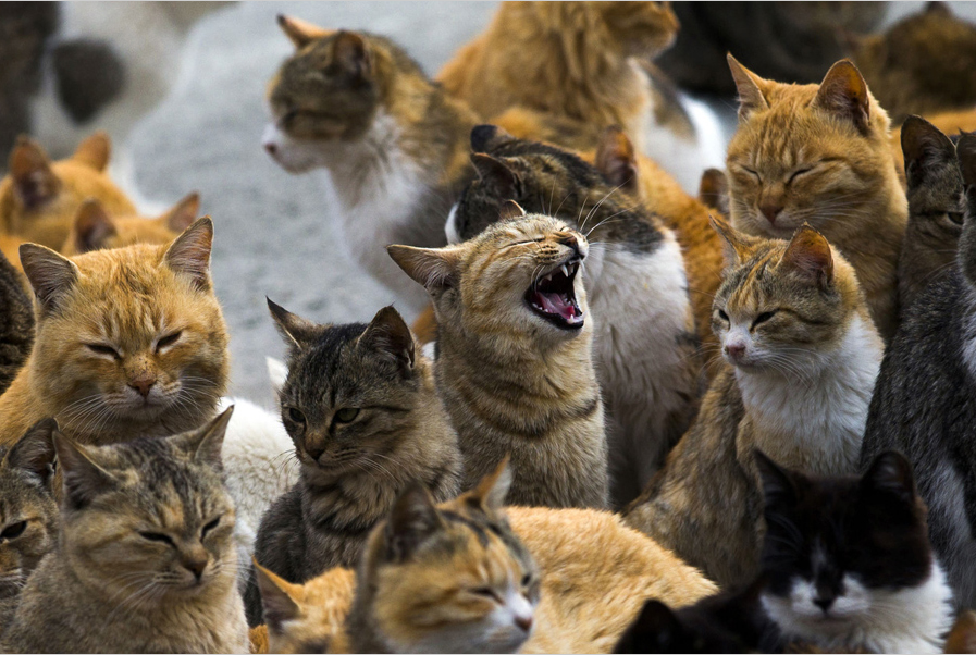 Thăm đảo mèo ở Nhật Bản