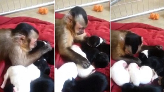 Video: Khoảnh khắc khỉ Capuchin âu yếm cún con