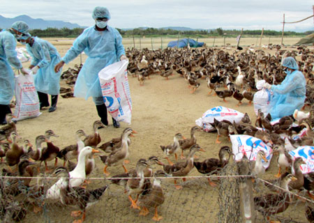 Nghệ An xuất hiện ổ dịch cúm A(H5N6) trên gia cầm