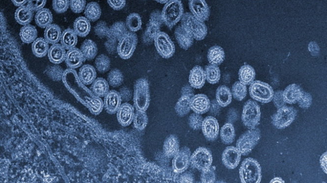 ​Virus cúm H7N9 đang nguy hiểm hơn