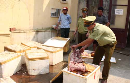 Châm kim vào bì để biến lợn nái thành lợn rừng