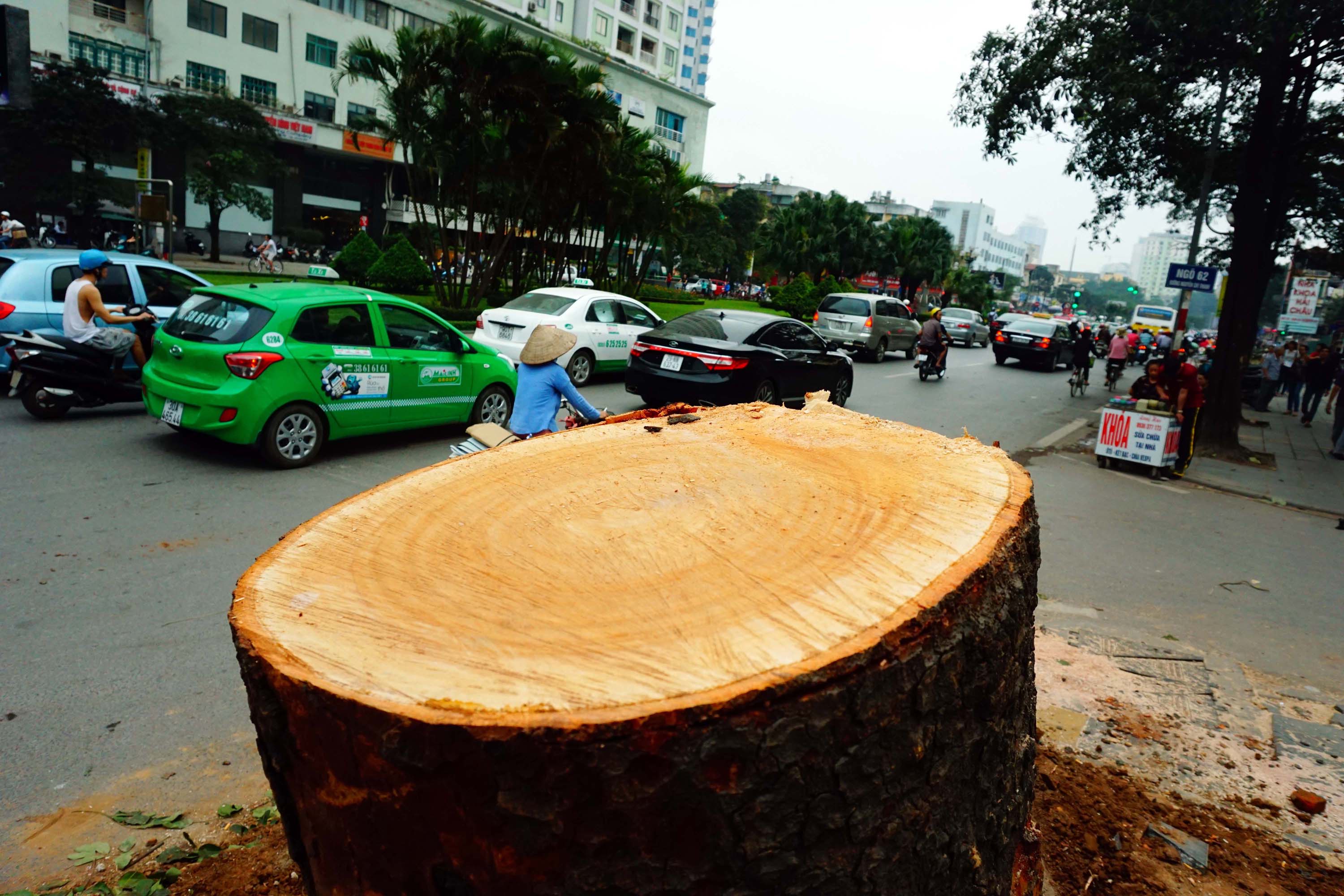 Đình chỉ hàng loạt cán bộ liên quan vụ chặt hạ cây xanh ở Hà Nội