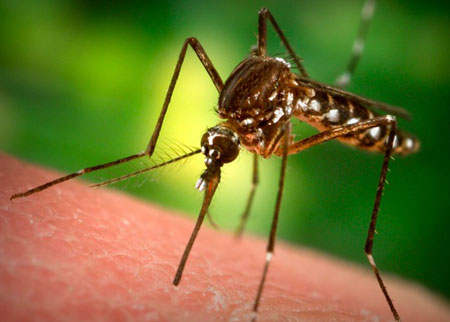 Tại sao HIV không lây qua đường muỗi đốt?