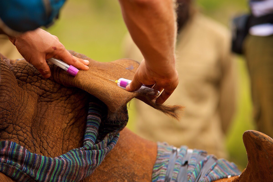 Sừng tê giác được tiêm thuốc độc để chống săn bắt trộm