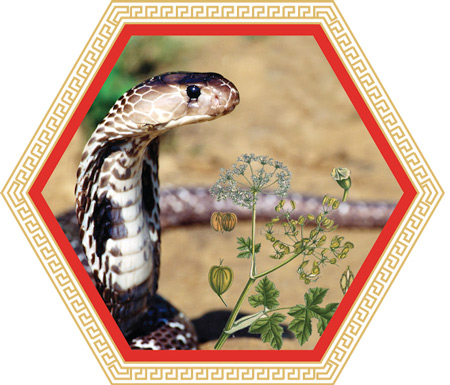 Infographic: Những tác dụng kinh điển của rắn hổ mang với bệnh khớp