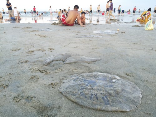 Biển Đà Nẵng xuất hiện sứa chết hàng loạt bất thường