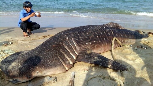 Cá voi 3,5 tấn dạt vào bãi biển Mũi Né