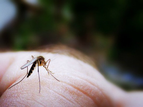 Cách diệt muỗi để phòng bệnh