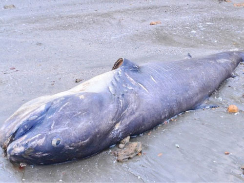 Cá mập dài 5 mét, nặng 1 tấn dạt vào bờ biển Nghệ An