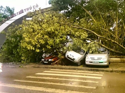 1 người chết, 120 cây xanh bật gốc trong trận mưa dông tại Hà Nội