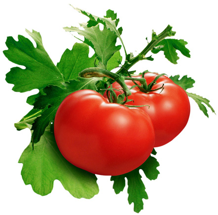 Trị bệnh bằng cà chua