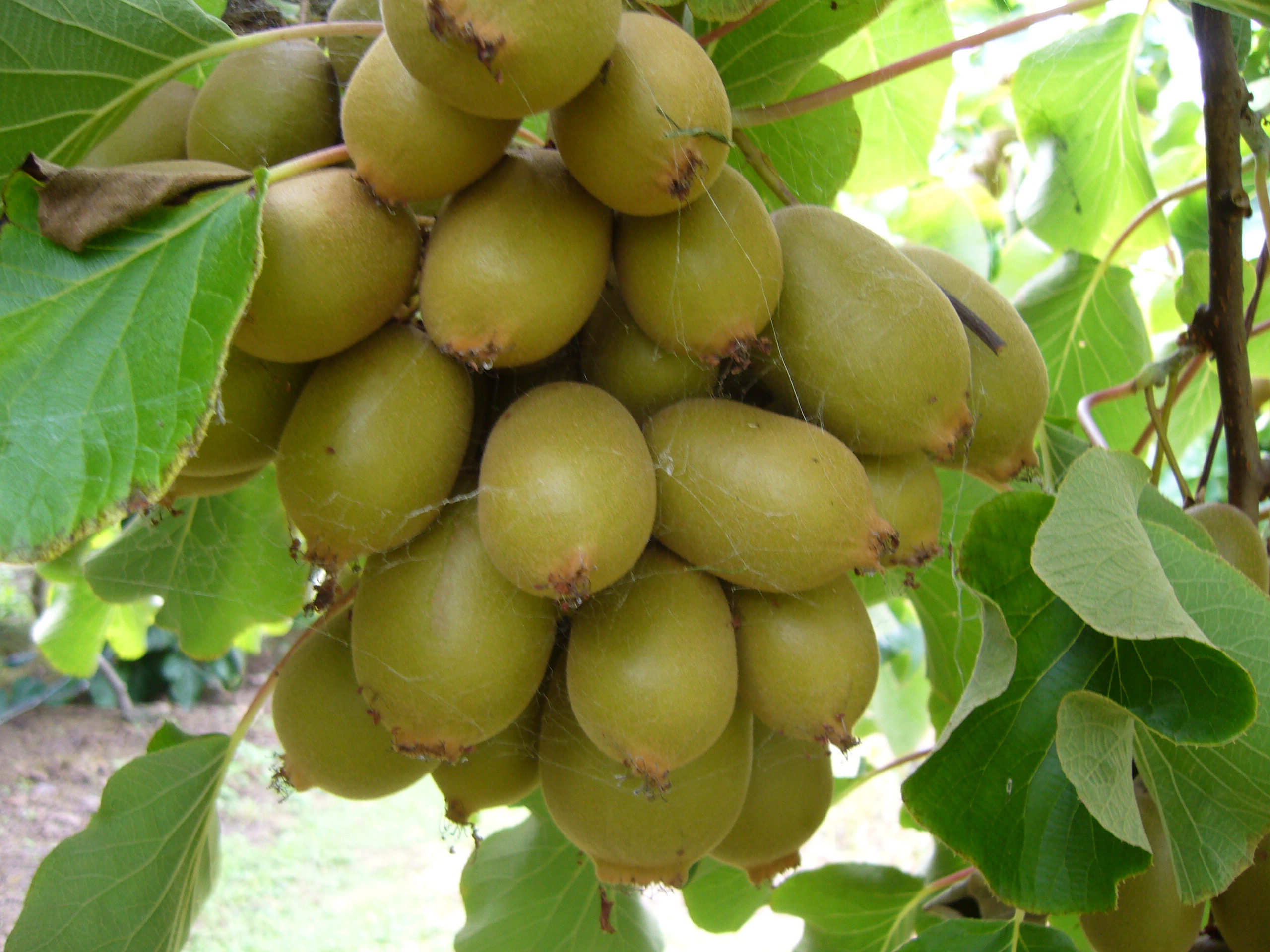 Kiwi - loại quả giàu chất chống ôxy hóa