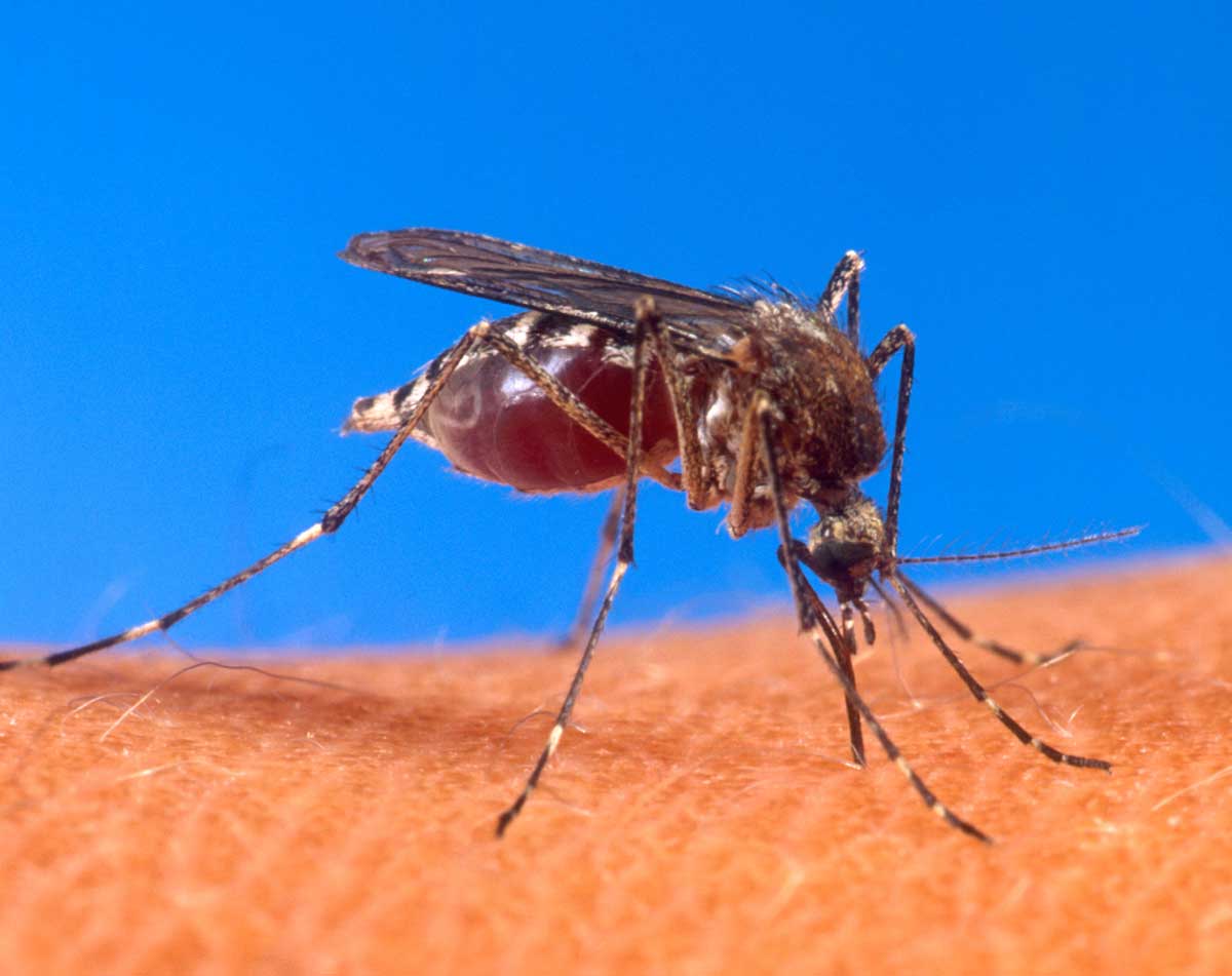 Nhang diệt muỗi: Muỗi chết, người cũng 