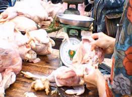 Lại phát hiện thịt gà nhiễm kháng sinh và chất cấm