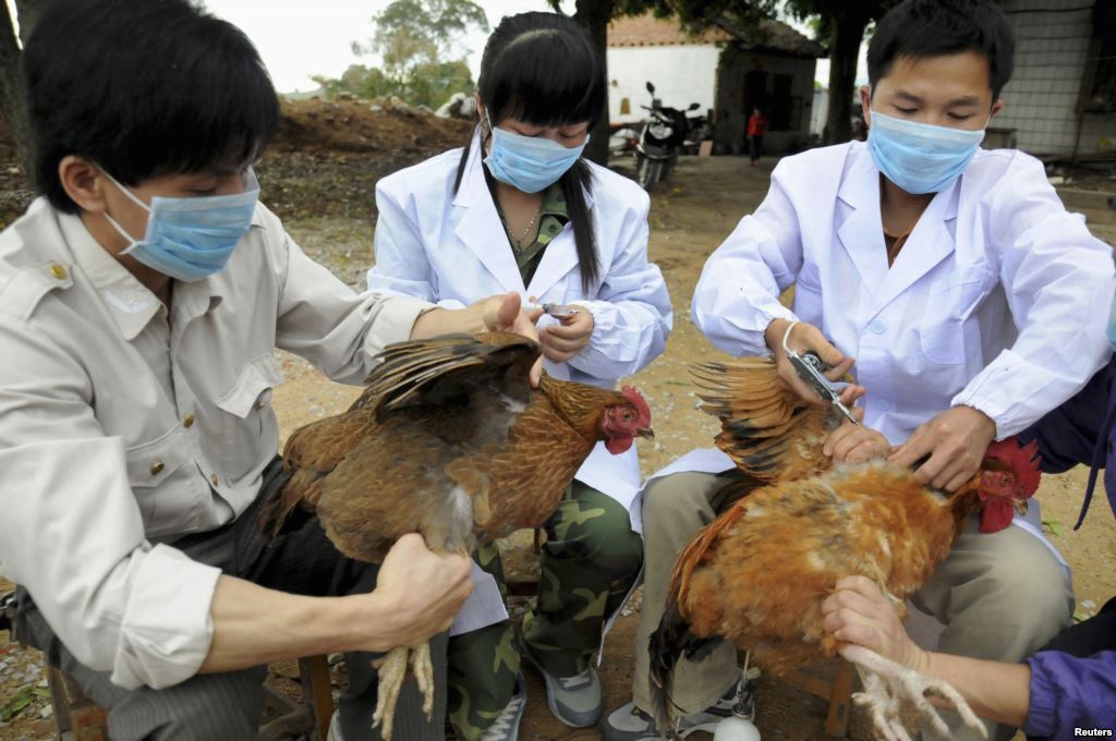 Cúm A/H7N9 có nguy cơ tràn vào Việt Nam