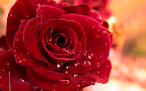Ăn hoa hồng trị bệnh tim?