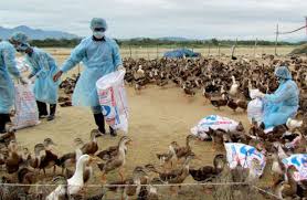 Việt Nam: Lần đầu tiên xuất hiện virus cúm A/H5N6