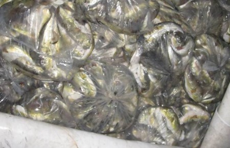 Đà Nẵng: Tiêu hủy hơn 100kg cá nóc
