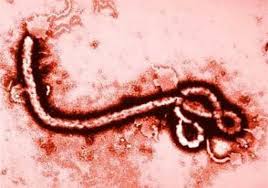 Ebola: Số lượng nhân viên y tế bị lây nhiễm cao kỷ lục