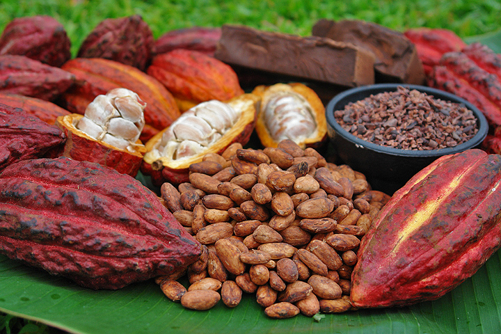 Flavanols trong cacao giúp cải thiện trí nhớ