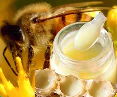 Sữa ong chúa tươi có dễ dùng?