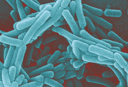 Chủng vi khuẩn có lợi cho sức khỏe con người