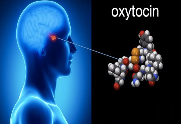 Khám phá thú vị về hormone tình yêu Oxytocin