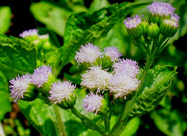Hoa ngũ sắc – Vị thuốc hay chữa viêm xoang