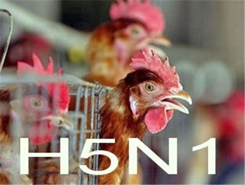 Cảnh báo: Cúm A/H5N1 vừa xuất hiện có thể lây sang người