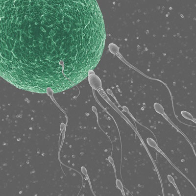 Tế bào gốc cũng tạo được trứng, tinh trùng!