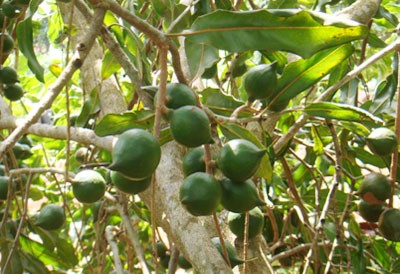 Lợi nhuận trồng maca cao gấp 3 lần cà phê