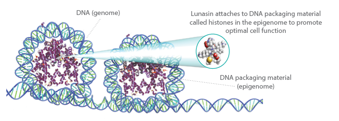 Lunasin - Protein quý từ đậu tương