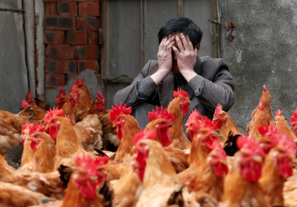 Dịch cúm A/H7N9 tái bùng phát ở Trung Quốc