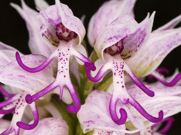 Độc đáo 10 loài hoa kỳ lạ nhất thế giới