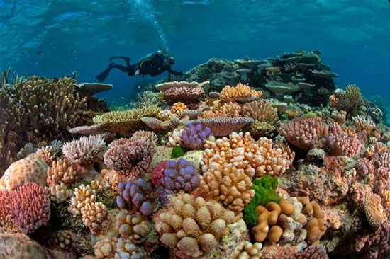 Photo: Vẻ đẹp đến ngỡ ngàng của các cá thể san hô