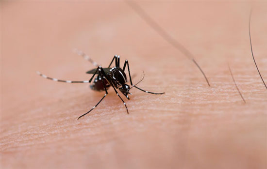 Trường hợp mắc bệnh sốt xuất huyết do virus Lassa tại Mỹ