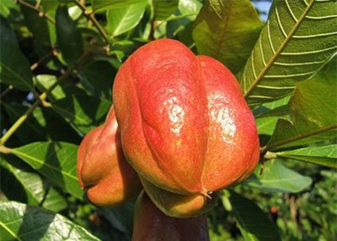 ackee-1373375195_500x0.jpg