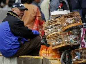 Một chợ bán gia cầm tại Bắc Kinh. (Nguồn: AFP/TTXVN)