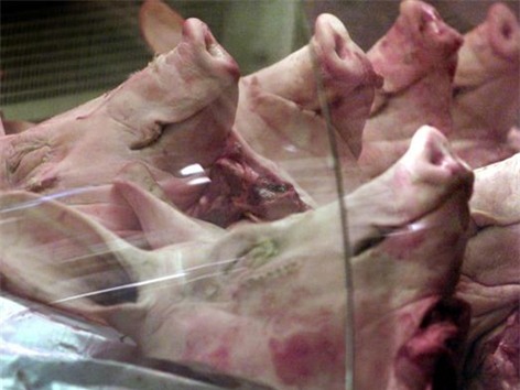 Tồn dư chất clenbuterol trong thịt lợn có hại cho <a href=