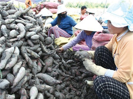 Mỗi tấn khoai lang lẫn một tạ đất, làm xấu hình ảnh nông sản Việt