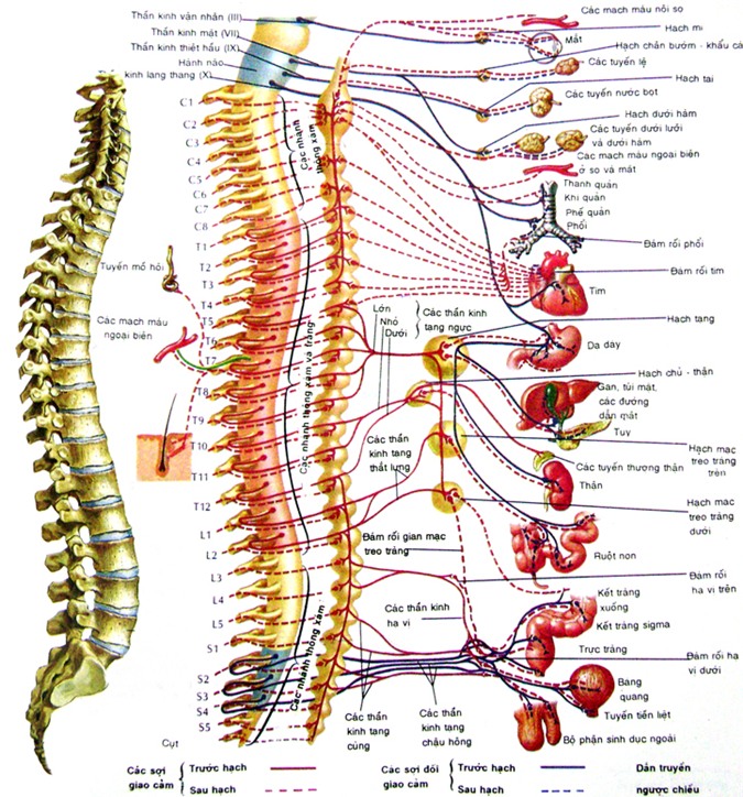 bai-ca-tac-dong-cot-song, tac dong cot song, tác động cột sống, Bài ca tác động cột sống, chữa bệnh không dùng thuốc