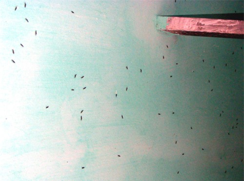 Vô số kiến ba khoang bám trên mảng tường một nhà trọ ở P.Xuân Phú, TP.Huế