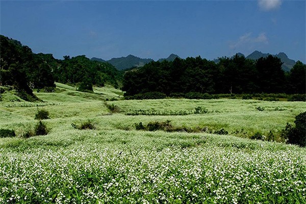 Tháng 11 đi đâu ngắm hoa nở 3