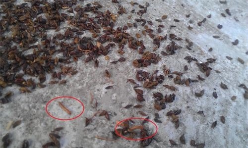chăm bé, thực phẩm bẩn, kinh hãi