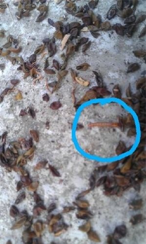 chăm bé, thực phẩm bẩn, kinh hãi
